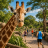 ETAPA GIRAFA